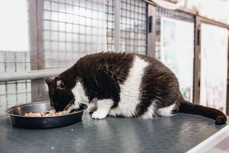 Homeless cat eats food in animal shelter, in background cages for keepingの写真素材