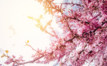 Beautiful spring texture branch of blossoming pink tree, sunlight colored background.の写真素材