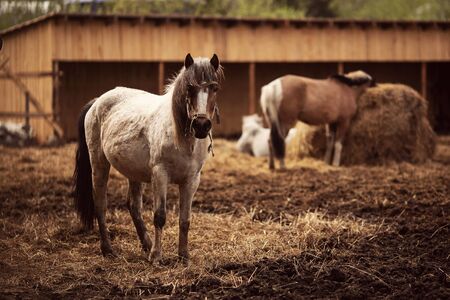 Brown young horse herd in corral farm, autumn photoの写真素材