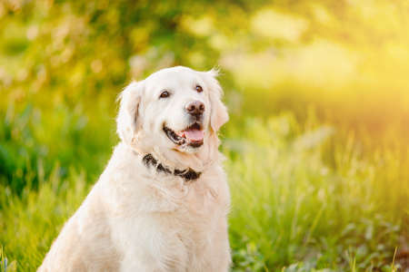 Portrait of dog Labrador Retriever sitting in grass on summer day sun light.の写真素材