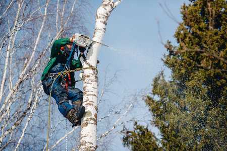 Man saws with chainsaw at height with insurance