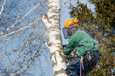 Man saws with chainsaw at height with insurance.