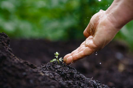 Farmer caring watering sprout baby marijuana hemp Bush green. Cannabis plantation in sunlightの写真素材