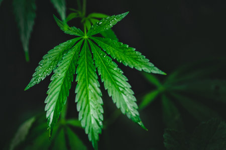 Leaf green marijuana hemp cannabis on blurred dark background