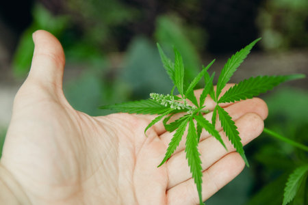 Seedlings cannabis plant in hand farmer. Concept farm marijuana plantation