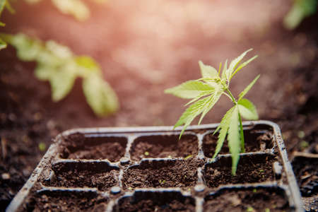 Bush marijuana cannabis on blurred background at sunsetの写真素材