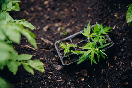 Plant transplant farmer, hemp cannabis sprout is transplanted from pot into greenhouseの写真素材
