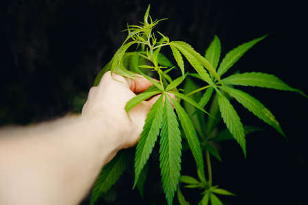 Check and inspection diseases and pests of hemp plantation by farmer, cannabis agricultureの写真素材