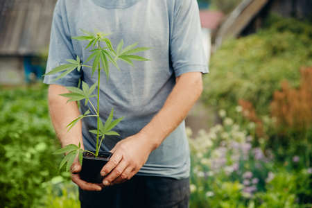 Man farmer hold hand Bush green marijuana. Cannabis plantation in sunlightの写真素材