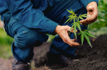 Man farmer hold hand Bush green marijuana. Cannabis plantation in sunlight
