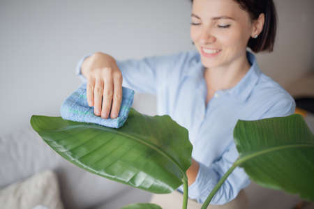 Care for houseplant. Closeup women hand clean dust from leaves of with wet cotton ragの写真素材
