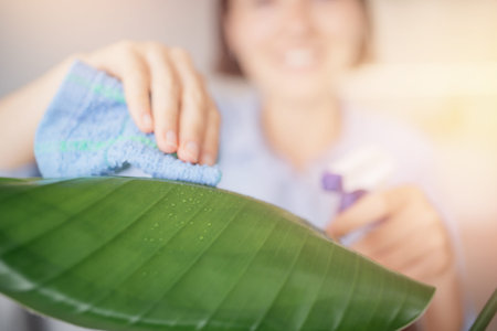 Care for houseplant. Closeup women hand clean dust from leaves of with wet cotton rag