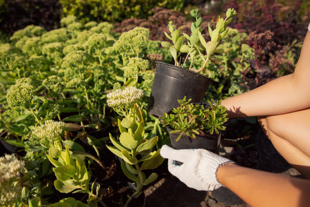 Professional services of landscape designer, woman gardener flowers in ground to decorate garden....