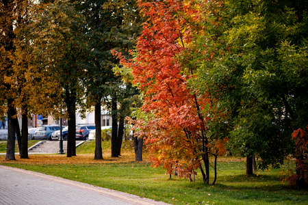 Serene natural landscape of autumn forest with trail through treesの写真素材