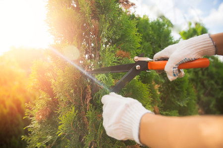 Worker hands with garden shears cutting hedge, trim tidy shrub