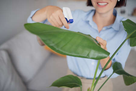Care for houseplant. Closeup women hand clean dust from leaves with splash waterの写真素材