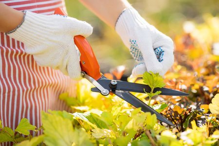Worker hands with garden shears cutting hedge, trim tidy shrub
