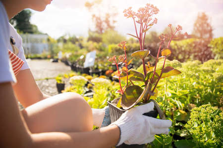 Plant shop, female gardener sells tree sprouts, shrubs and flowers. Summer sunshine gardenの写真素材