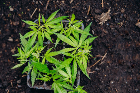 Seedlings baby cannabis plant in soil. Concept farm marijuana plantation medical hemp