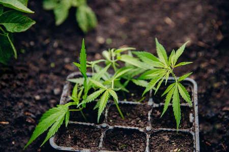 Plant transplant farmer, hemp cannabis sprout is transplanted from pot into greenhouseの写真素材