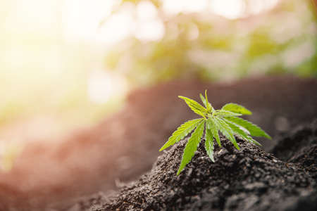 Seedlings baby cannabis plant in soil. Concept farm marijuana plantation medical hempの写真素材
