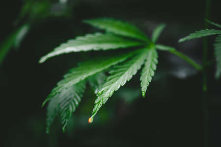Leaf green marijuana hemp cannabis on blurred dark backgroundの写真素材