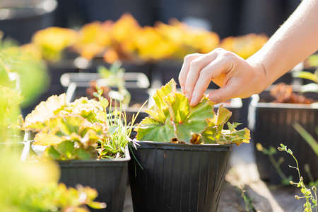 Plant shop, female gardener sells tree sprouts, shrubs and flowers. Summer sunshine gardenの写真素材