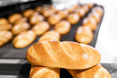 Fresh hot baked breads on automated production line bakery. Manufacture industrialの写真素材