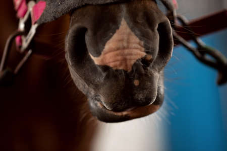 Close-up detail Nose of brown horse, bridle, saddleの写真素材