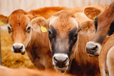 Dairy farm livestock industry. Red jersey cows stand in stall eating hayの素材 [FY310164382528]