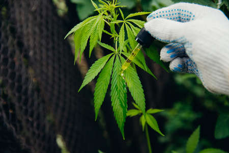 Getting squeeze oil macro CBD hemp, man holding bottle of cannabis against leaves marijuana plant. Concept herbal treatmentの写真素材