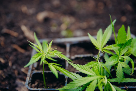 Bush marijuana cannabis on blurred background at sunsetの写真素材