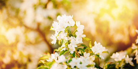 Apple tree flowers close up, spring sunlightの写真素材