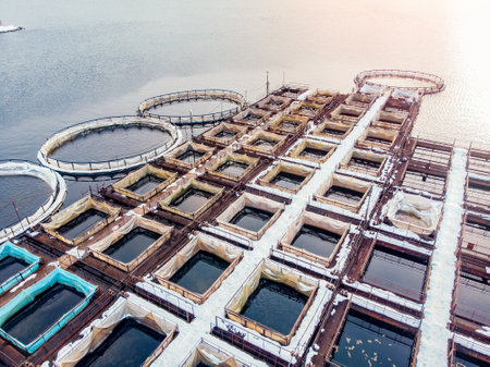 Farm fish salmon and sturgeon aquaculture blue water floating cages. Aerial top viewの写真素材