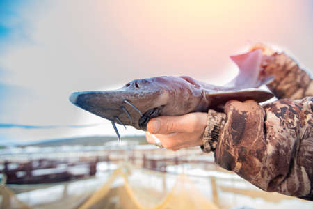 Fisherman holds big sturgeon trophy in his hands, concept fish farmの写真素材