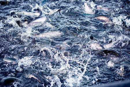 Salmon or rainbow trout goes on spawning in river of fish farm