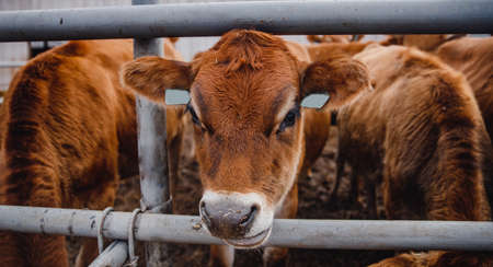 Cows red jersey with automatic collar. Banner modern farm dairy and meat production livestock industryの写真素材