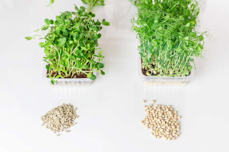 Fresh raw Microgreen sprouts baby beans pea and sunflower in box on white background, top viewの写真素材