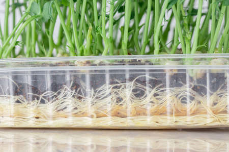 Closeup root system Microgreen sprouts baby beans pea in tray on white isolated backgroundの写真素材