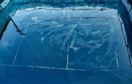 Fish farm for breeding cages for sturgeon fry. Concept aquaculture pisciculture