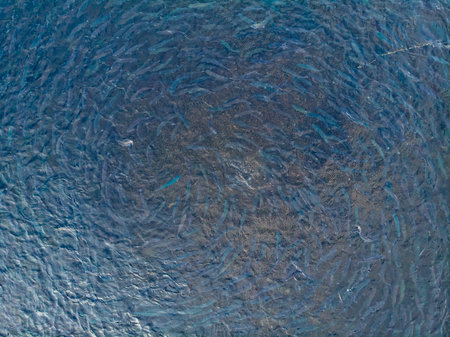 Rainbow trout jumps out of water while feeding on fish farm. Concept aquaculture pisciculture....