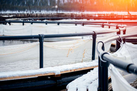 Fish farm for breeding for rainbow trout and salmon fry in net cages. Concept aquaculture piscicultureの写真素材
