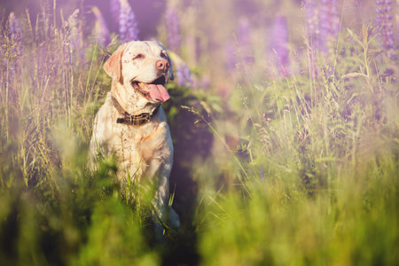 Active, smile and happy purebred labrador yellow dog walk in grass park on sunset summer day....