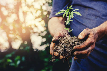 Selection cannabis and breeding of quality seedlings for legalized marijuana on farmの写真素材