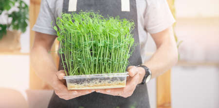 Microgreen baby sprouts beans pea and sunflower in box on hand of farmer manの写真素材