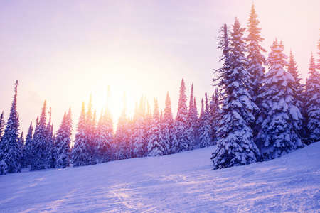 Beautiful winter panorama with sun light, pine trees covered with fresh snow on frosty sunset on mountainの写真素材