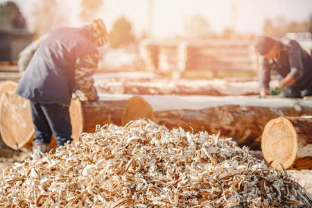 Sawmill logging. Lumberjack wielding chainsaw to cut logの写真素材