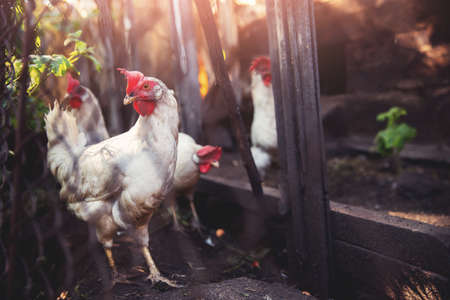 Household in village of Russia, white hens chicken in corral of farmの写真素材