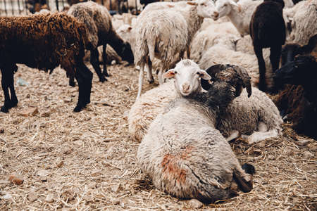 Sheep brown and white wool are resting in corral on farm sunlightの写真素材