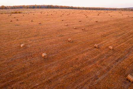 Rolls of hay, preparation of dry grass forage for cattle and cows, aerial top viewの写真素材